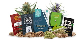 Top 5 autoflowering cannabis seeds