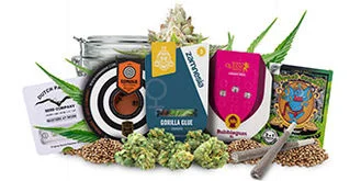 Top 5 feminized cannabis seeds