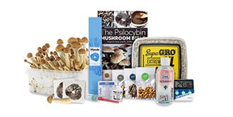 Top 5 magic mushrooms